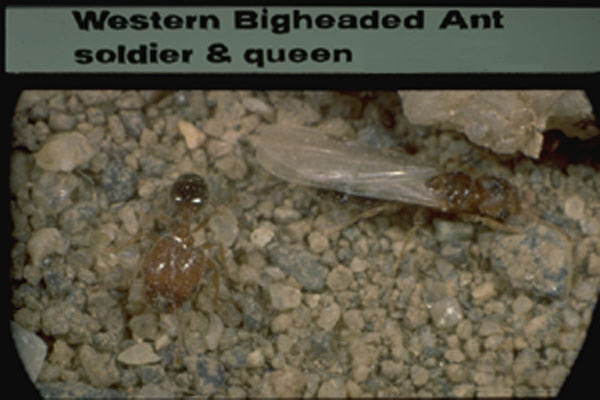 Bigheaded Ants