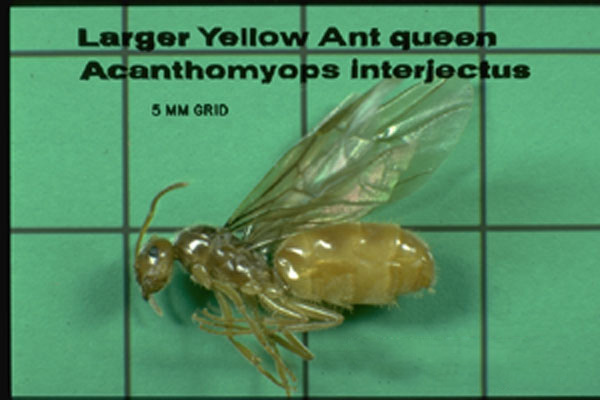 Larger Yellow (Citronella) Ant