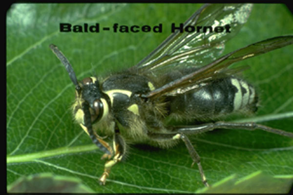 Baldfaced Hornet