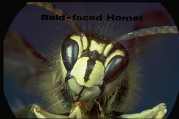 Baldfaced Hornet