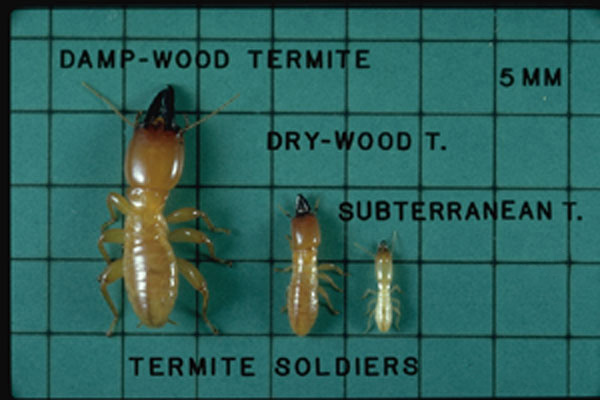 Pacific Dampwood Termite