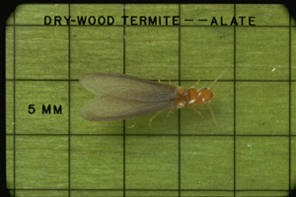 Southeastern Drywood Termite