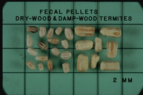 Southeastern Drywood Termite