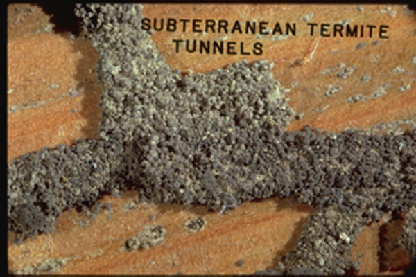 Western Subterranean Termite
