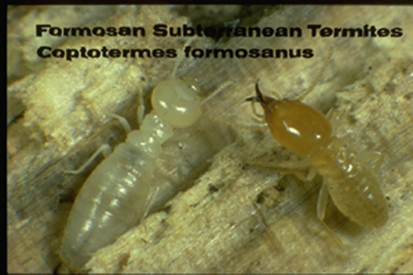 Formosan Subterranean Termite