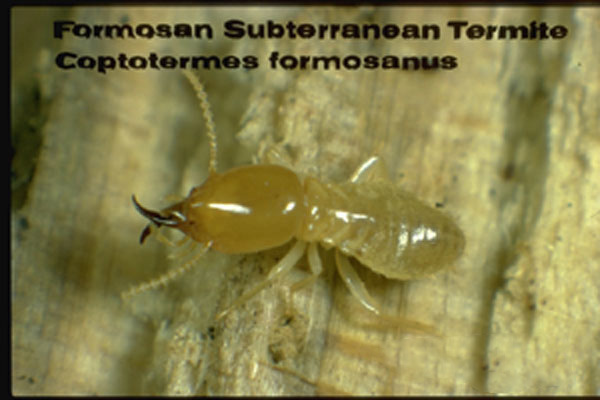 Formosan Subterranean Termite 8884