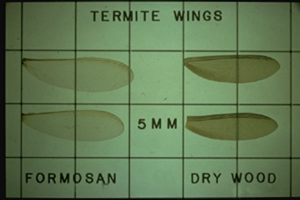 Formosan Subterranean Termite