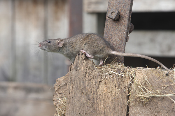 Rats Mice
