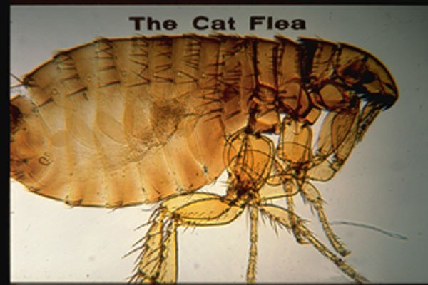 Cat Flea