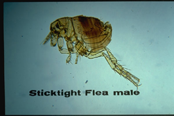 Sticktight Flea