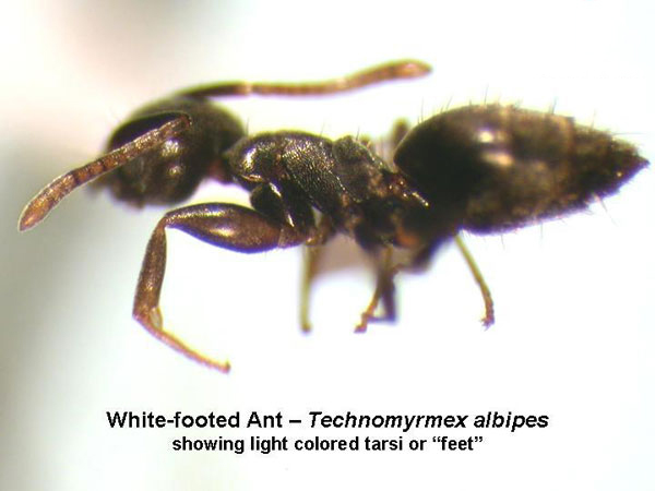 Difficult Ant