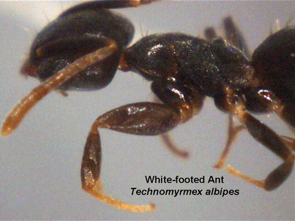 Difficult Ant
